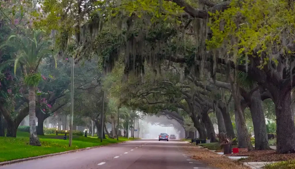 Iconic view of a tree-lined street in Venice Florida