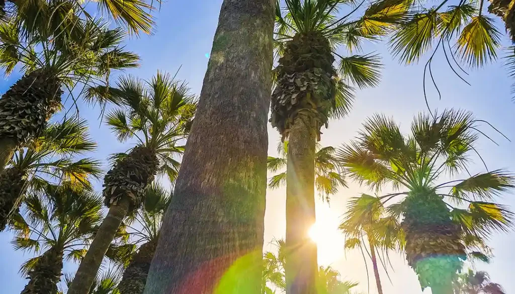 Palm tree views during sunrise in sunny Wellen Park, FL