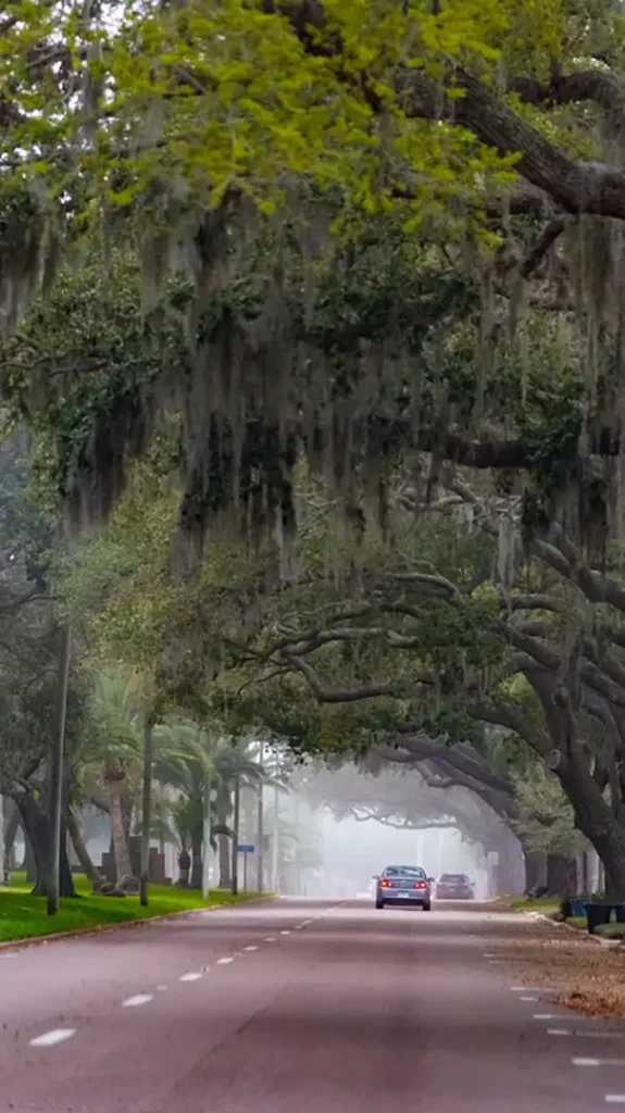 Downtown Venice, Florida with oak trees lining the street